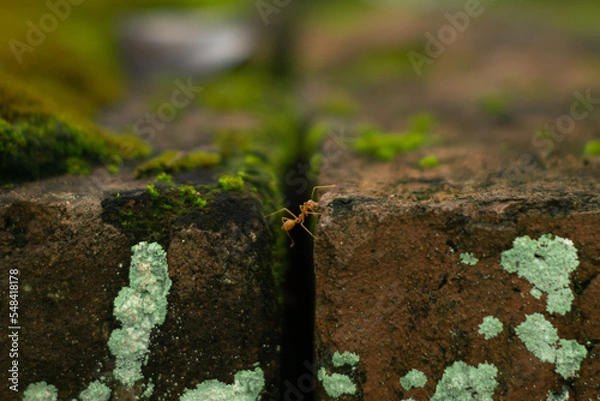 Obraz ant and moss for background 