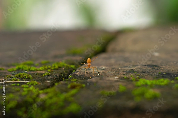 Obraz ant and moss for background 