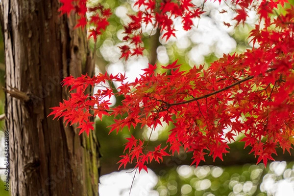 Obraz 真っ赤に紅葉したもみじ