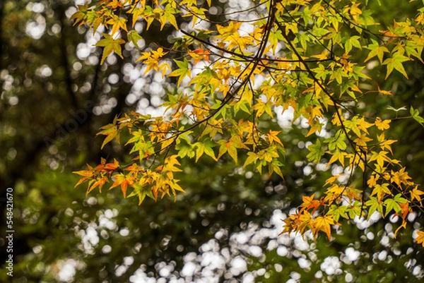 Obraz 黄色と緑色のもみじの葉