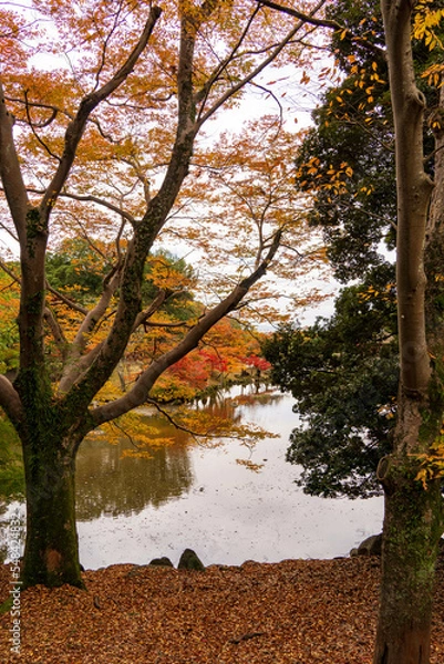 Fototapeta 秋の日本の紅葉と池（縦型）
