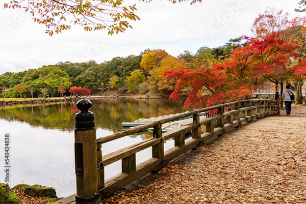 Fototapeta 真っ赤に紅葉した紅葉と池と橋の風景