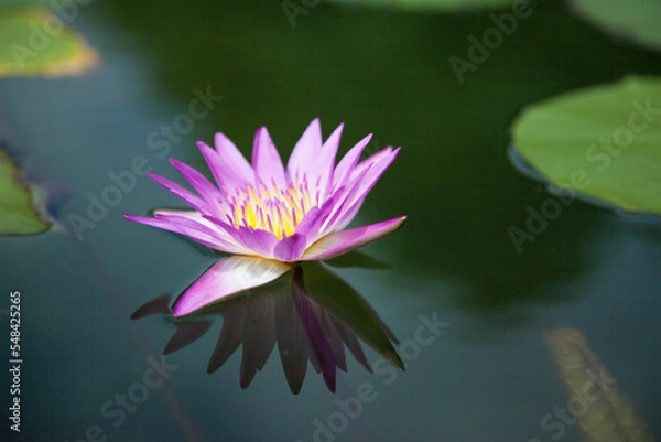 Fototapeta 水面に浮くハスの花 水蓮の花 水辺に咲く蓮