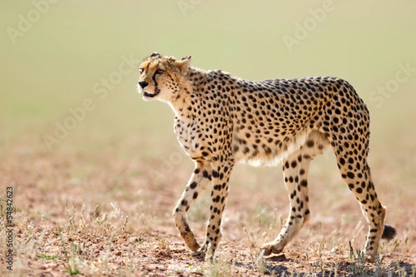 Obraz Gepard