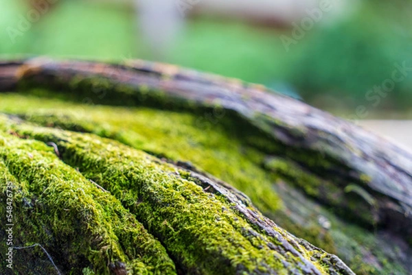 Fototapeta 大木の根に映えた美しい苔 クローズアップ