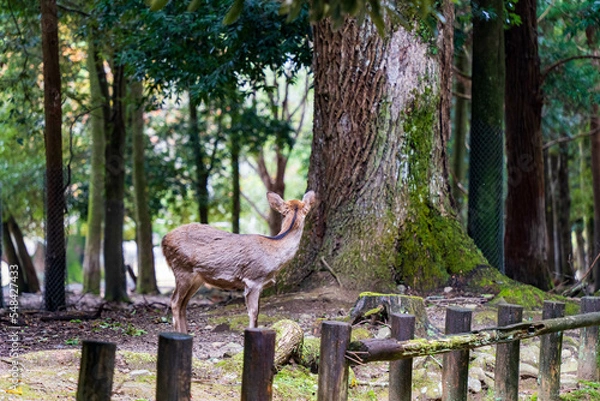 Fototapeta 奈良公園の大木と鹿の後ろ姿