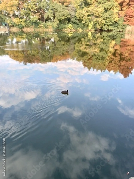 Fototapeta 水面に映る紅葉