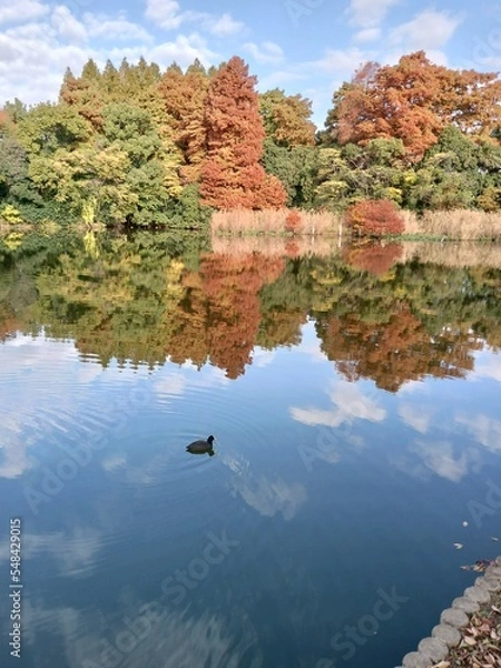 Fototapeta 映る風景と鴨
