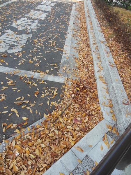 Fototapeta 落ち葉溜まり