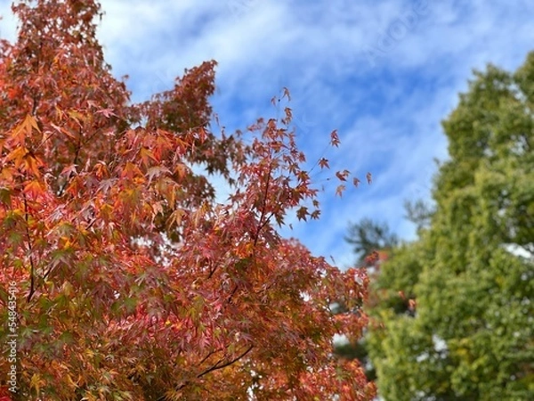 Fototapeta 紅葉と空