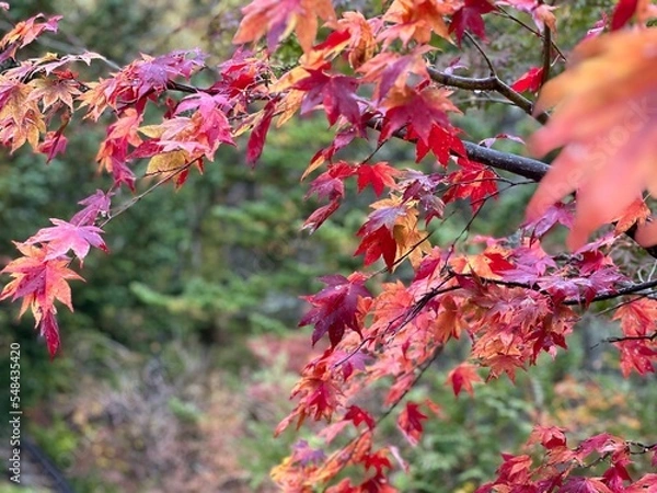 Fototapeta 赤く染まる紅葉