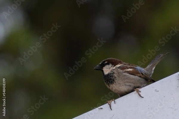 Obraz close up of a perching sparrow