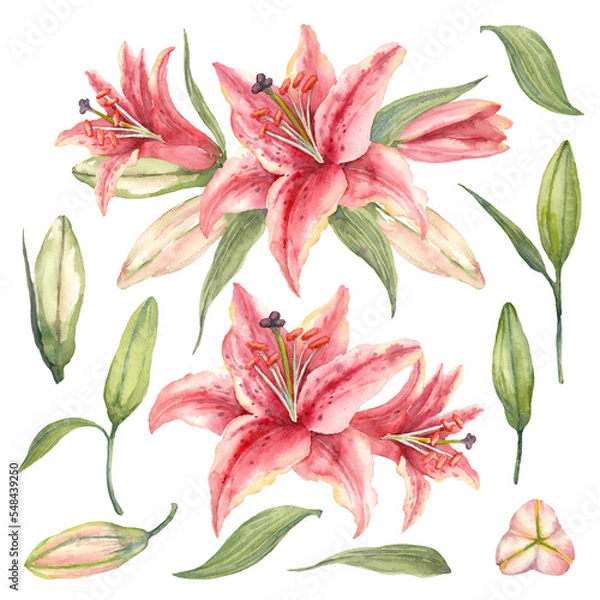 Fototapeta Oriental hybrid lilies. Pink lily flowers, leaves and buds. Watercolor set.