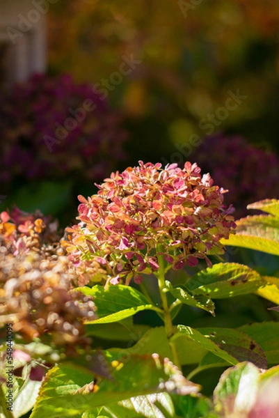 Fototapeta Close up flowers in the garden