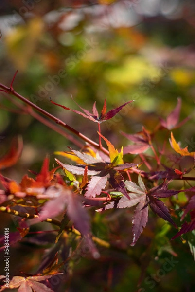 Obraz red maple leaves in autumn