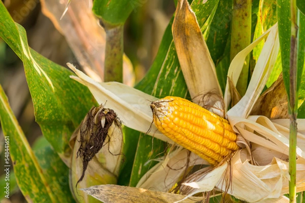 Fototapeta Ripe corn in the field of farmland, waiting for harvest. Concept : Economic agricultural crop in Thailand. Corn is used in the animal feed and food industry. Agriculture season.