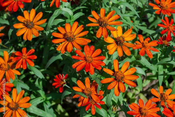 Obraz 和泉リサイクル環境公園にて満開に咲くジニア