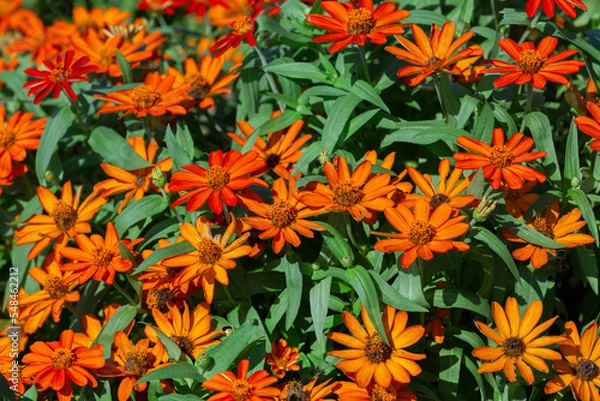 Obraz 和泉リサイクル環境公園にて満開に咲くジニア