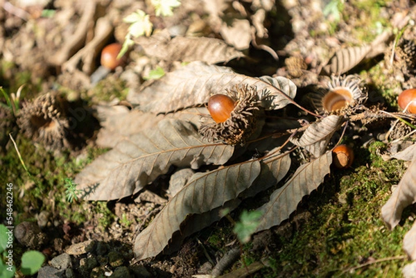 Obraz 落ち葉の上に転がる帽子付どんぐり