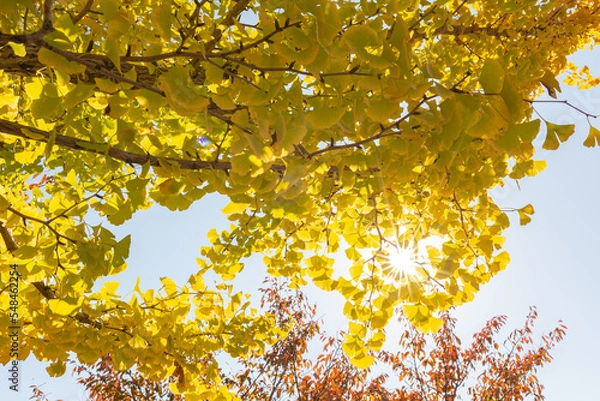 Obraz 木漏れ日が綺麗に差す銀杏の木