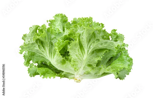 Fototapeta Lettuce salad leaves isolated on transparent png