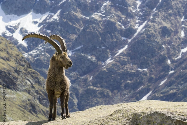 Obraz ibex, Park Narodowy Gran Paradiso, Włochy