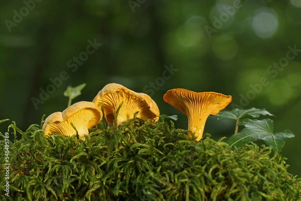 Obraz Giroles