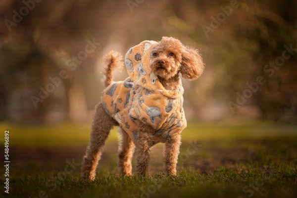 Obraz Perro con abrigo