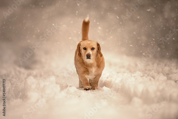 Obraz Dog in snow