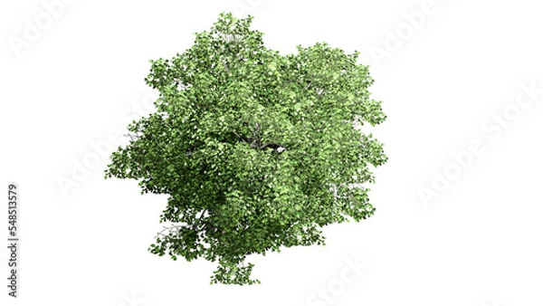 Fototapeta 3D Top view Green Trees Isolated on PNGs transparent background , Use for visualization in architectural design or garden decorate	
