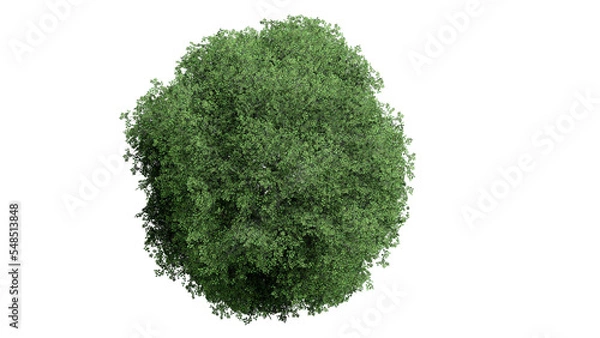 Fototapeta 3D Top view Green Trees Isolated on PNGs transparent background , Use for visualization in architectural design or garden decorate	
