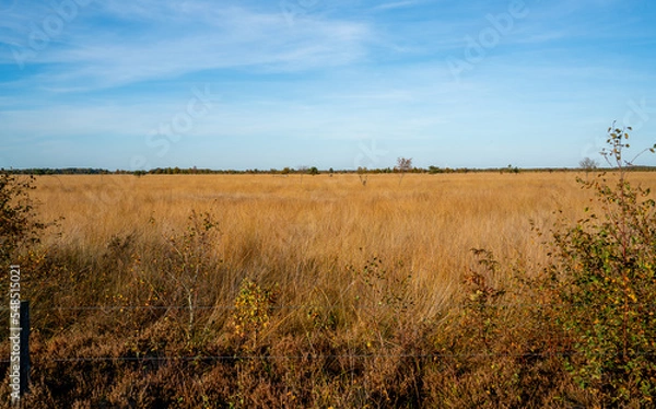 Fototapeta Landscape in a marshland in Bargerveen, Netherlands

