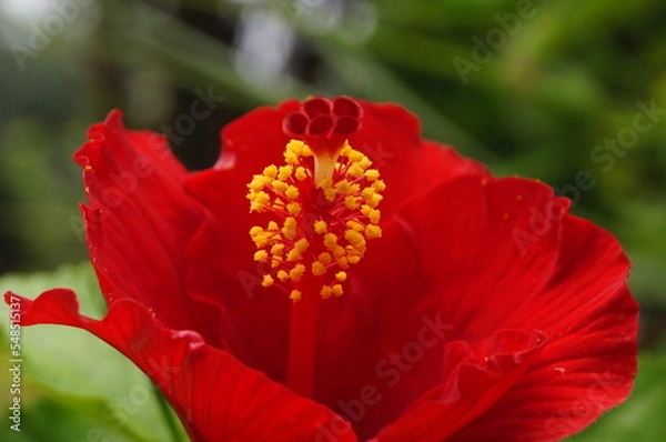 Fototapeta red flower