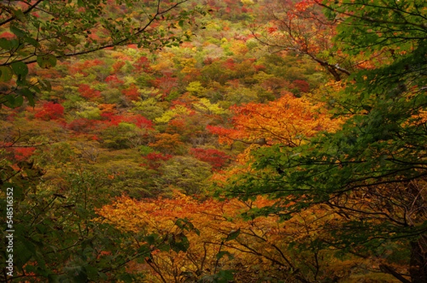 Obraz 山腹のグラデーション