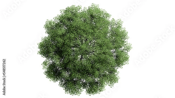 Fototapeta 3D Top view Green Trees Isolated on PNGs transparent background , Use for visualization in architectural design or garden decorate	
