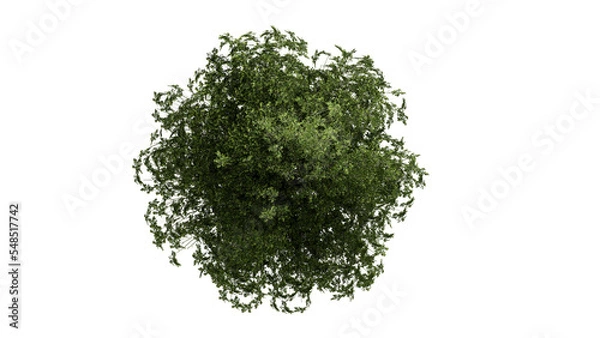 Fototapeta 3D Top view Green Trees Isolated on PNGs transparent background , Use for visualization in architectural design or garden decorate	
