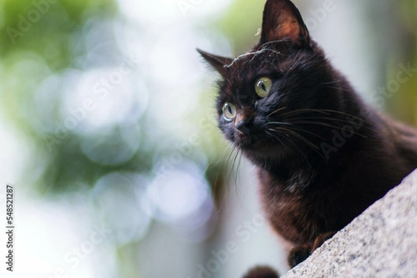 Fototapeta 日本の京都の森に暮らす丸い瞳が可愛らしい黒猫