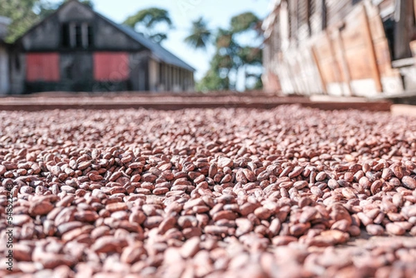 Fototapeta Kakao Farm