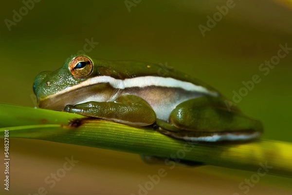 Obraz Green Tree Frog