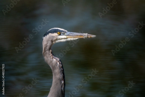 Obraz Great Blue Heron Headshot