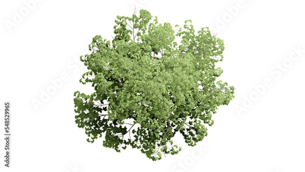 Fototapeta 3D Top view Green Trees Isolated on PNGs transparent background , Use for visualization in architectural design or garden decorate	
