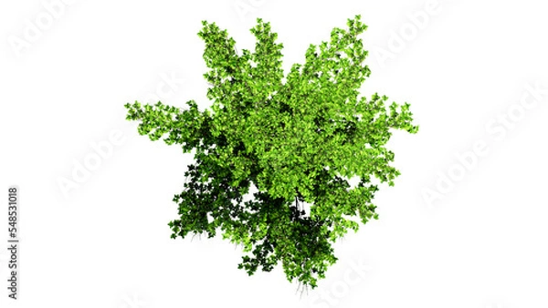 Fototapeta 3D Top view Green Trees Isolated on PNGs transparent background , Use for visualization in architectural design or garden decorate	
