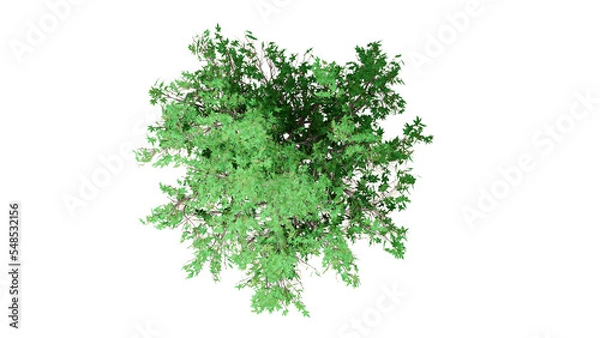 Fototapeta 3D Top view Green Trees Isolated on PNGs transparent background , Use for visualization in architectural design or garden decorate	
