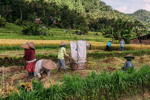 Fototapeta Reisernte auf Bali in Indonesien