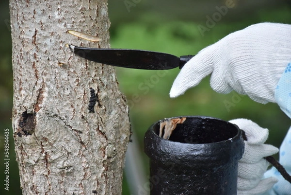 Fototapeta Tapping Japanese lacquer urushi trees (Toxicodendron vernicifluum) in Okukuji area of Ibaraki Prefecture in Japan, special handmade tools are required.