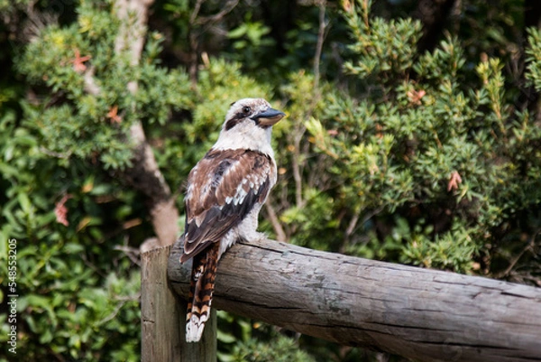 Fototapeta Kookaburra