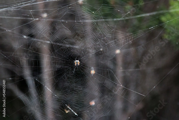 Fototapeta Spider web