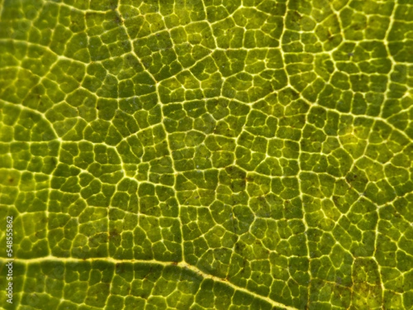 Obraz Grape Leaf Texture