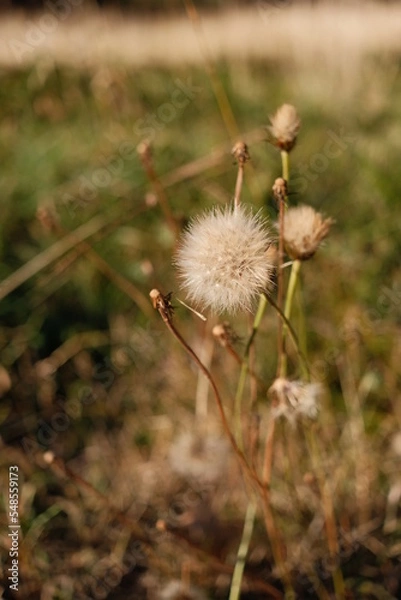 Obraz Beauté de la nature