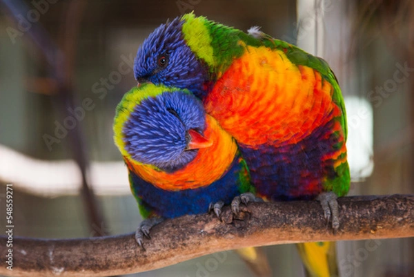 Obraz Rainbow Lorikeet Parrot